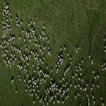 Sheep shadows