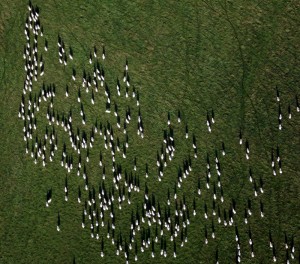 Sheep shadows